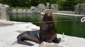 Mähnenrobbe Tierpark Hellabrunn