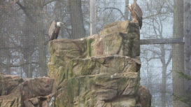 wildpark_kunsfelsen