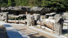 zoo_kunsfelsen_hellabrunn_wasserbecken